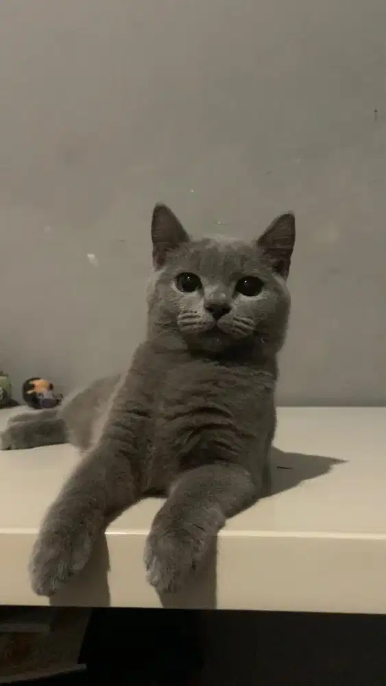 Kucing BSH British shorthair