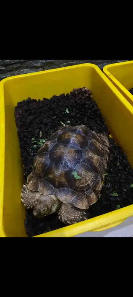 Sulcata ± 33cm 3ekor