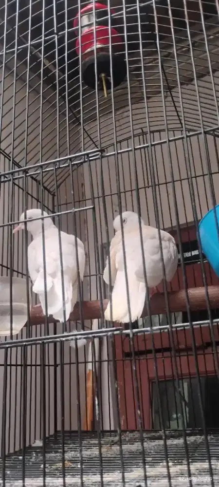 Perkutut Putih Sepasang