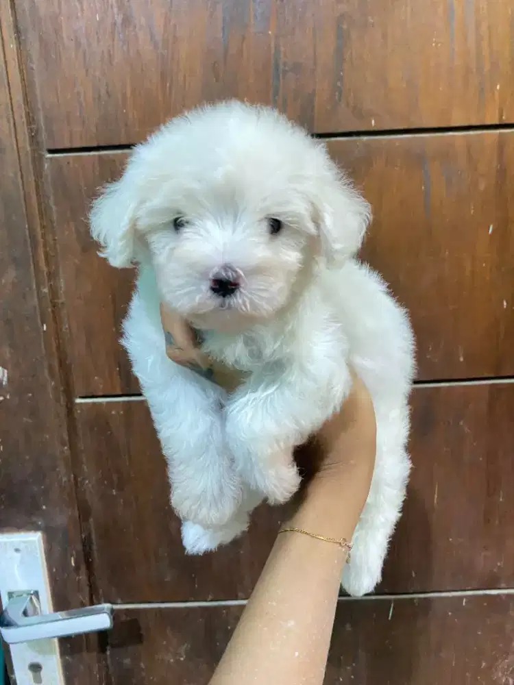 Maltipo betina lucu