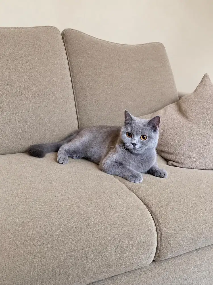 Kucing british shorthair bsh kitten scottish
