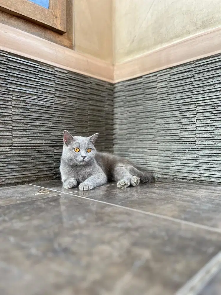 Kucing british shorthair kitten scottish bsh