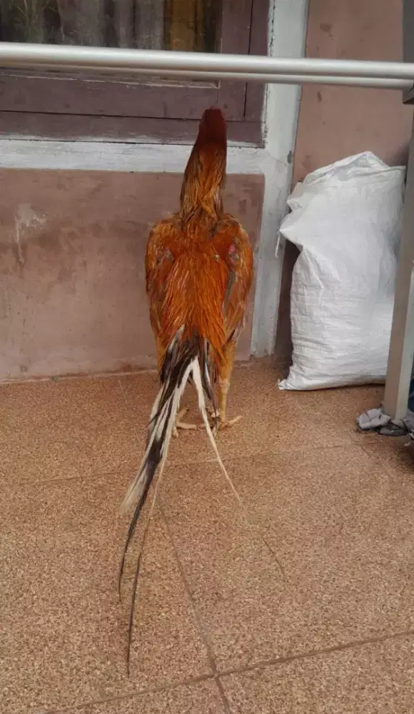 Dijual ayam ekor lidi Jumbo sehat jaminan