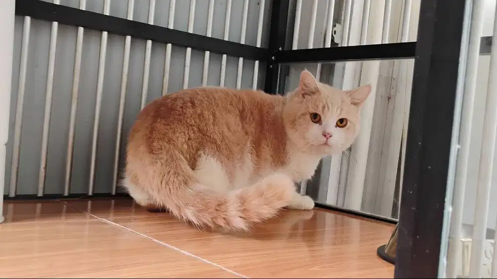 jasa pacak british shorthair bsh