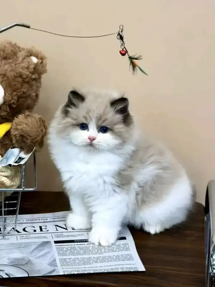 Ragdoll male 3 bulan