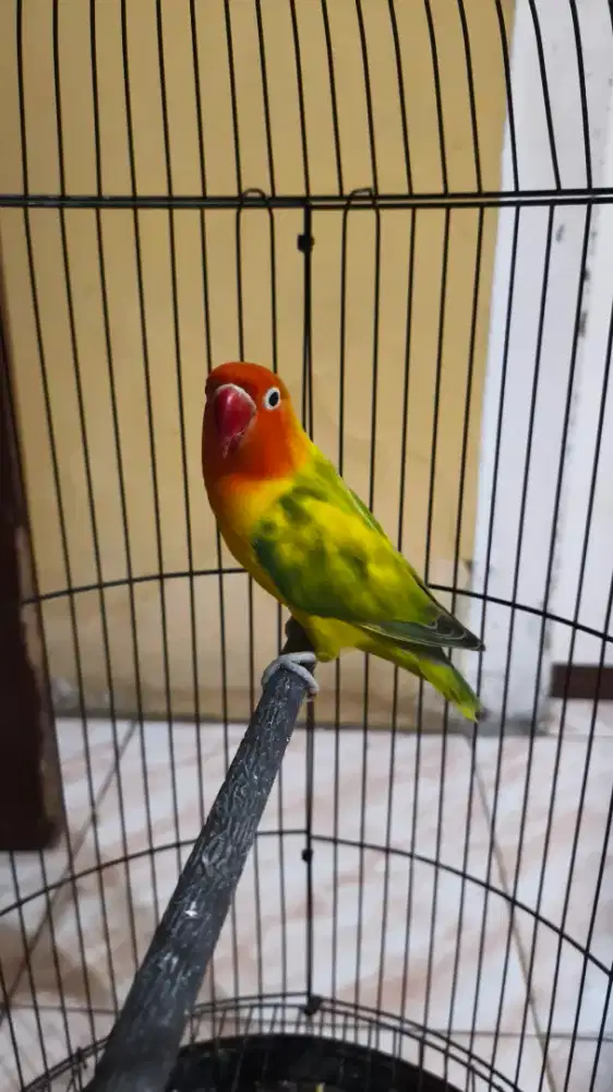Lovebird GS betina