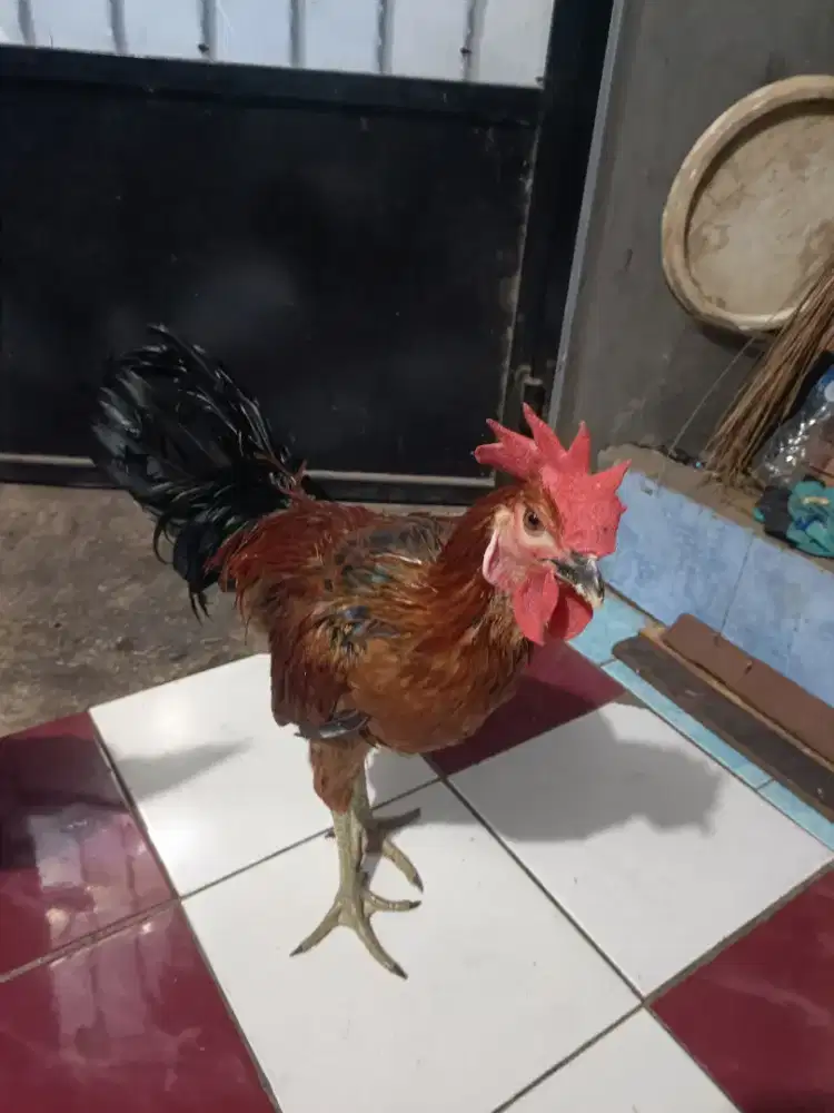 Ayam pelung 3 ekor