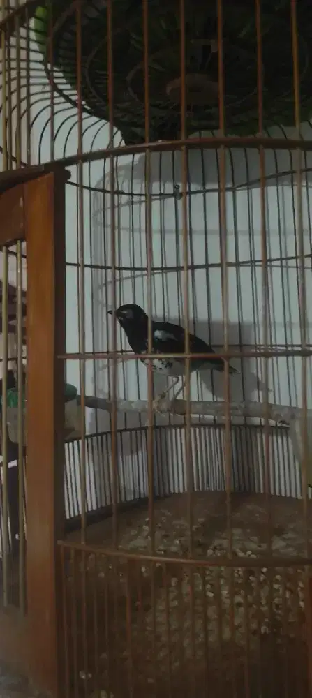 burung anis kembang