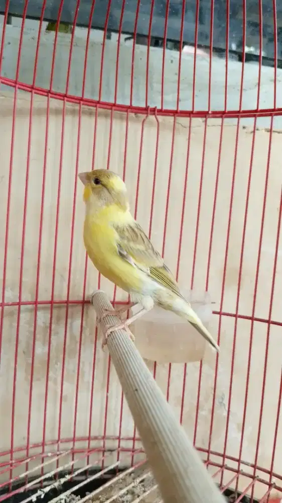 Kenari Spanish Timbrado Betina