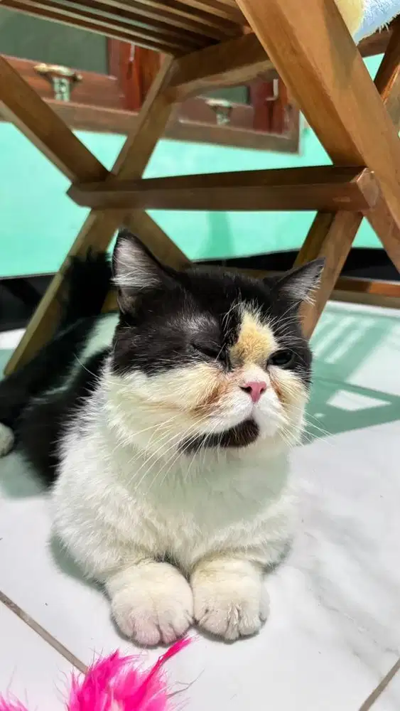 Open Jasa Pacak Munchkin Exotic Shorthair