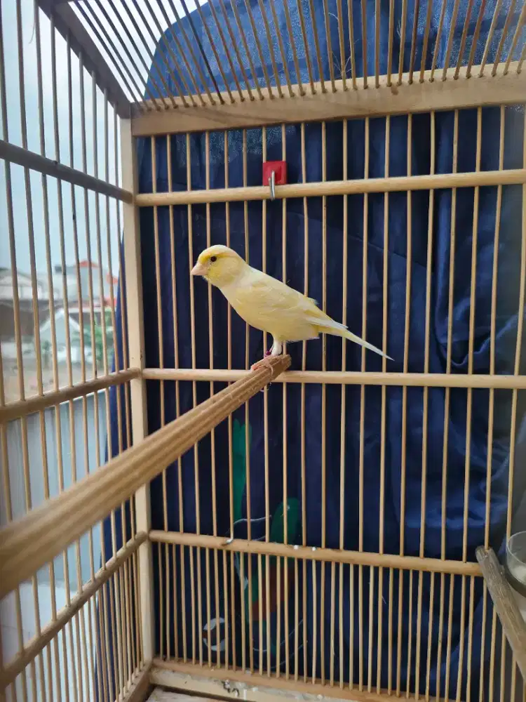 Kenari crosbreed x f1sf posisi macet ob