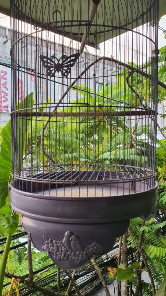 Kandang lovebird + kerodong