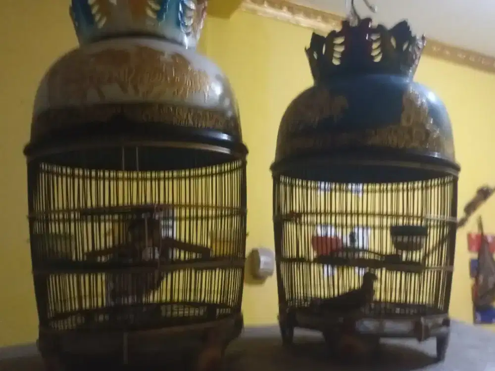 Perkutut Bangkok BF ( RING )