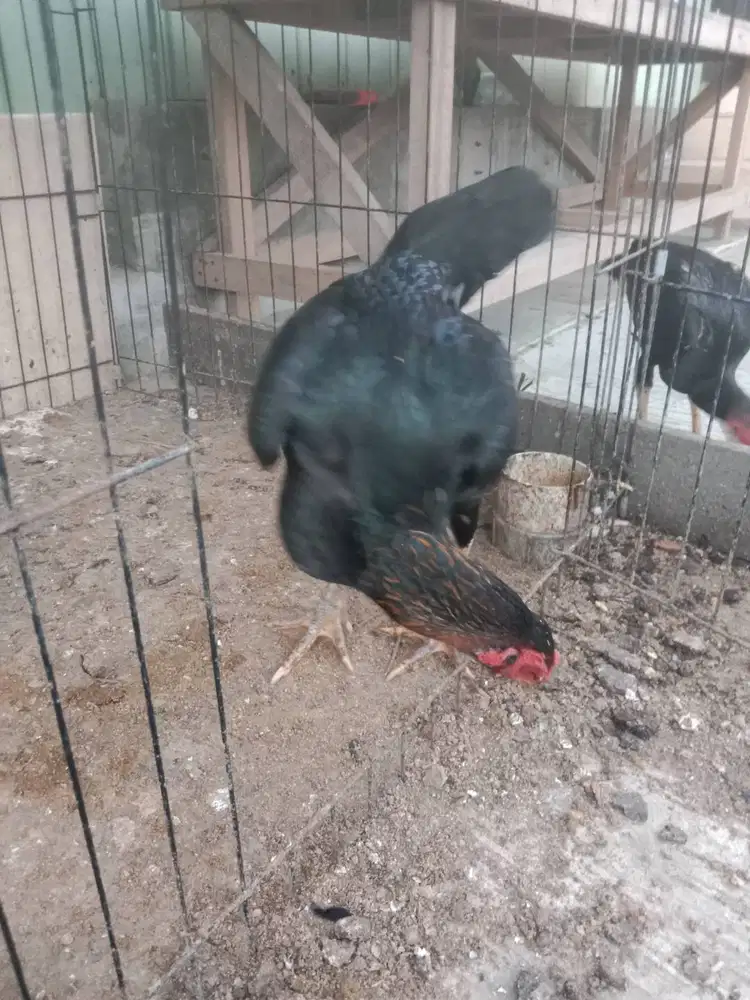 Ayam petarung jenis Bangkok
