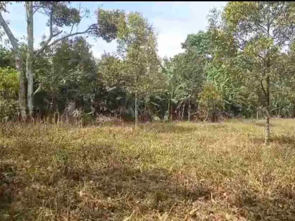 Di jual tanah kebun durian produktip .lokasi sangat strategis pinggir jln propinsi.hanya 15 menit dari ekit tol parung kuda 6 km.lembar muka 250 meter  surat SHM full