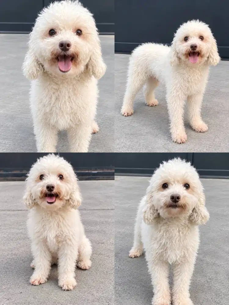DIJUAL TOY PODDLE WHITE