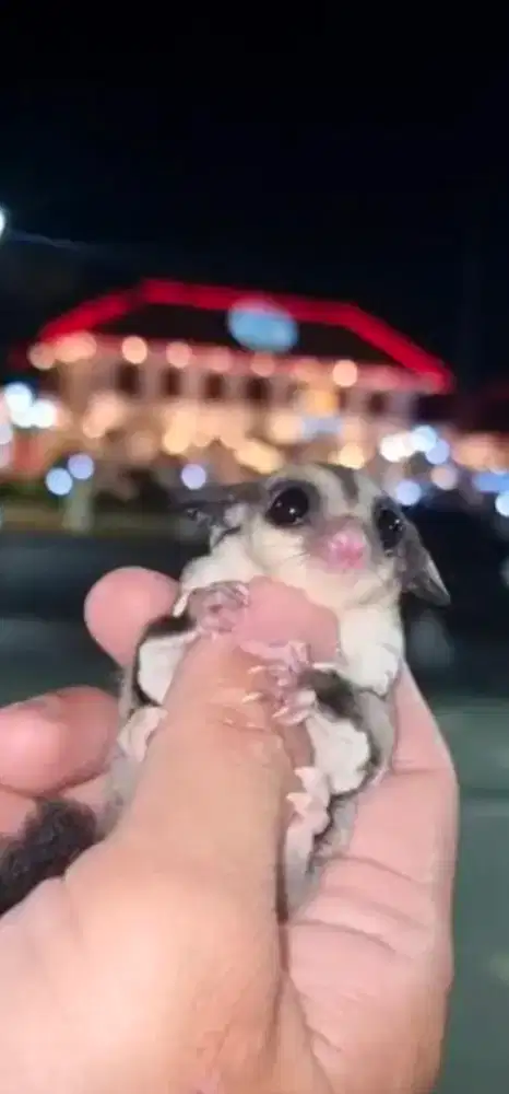 Sugar glider joey grey jantan