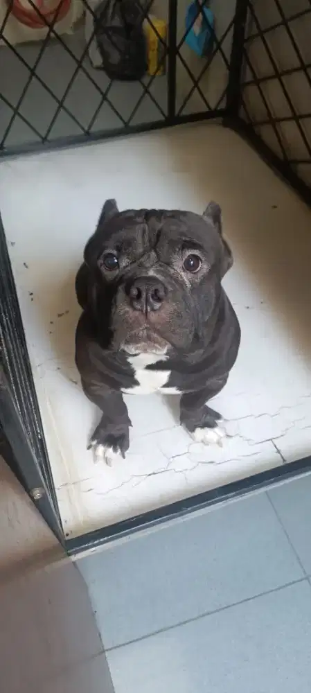Jual American bully