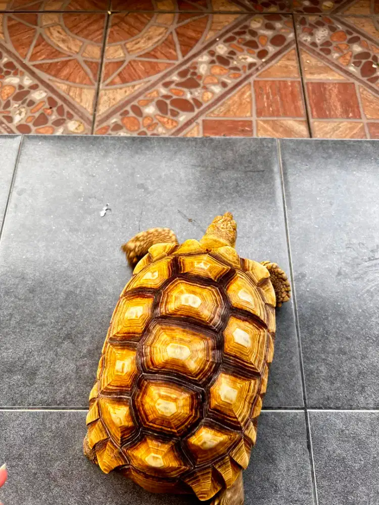 Kura Sulcata 27 CM ...