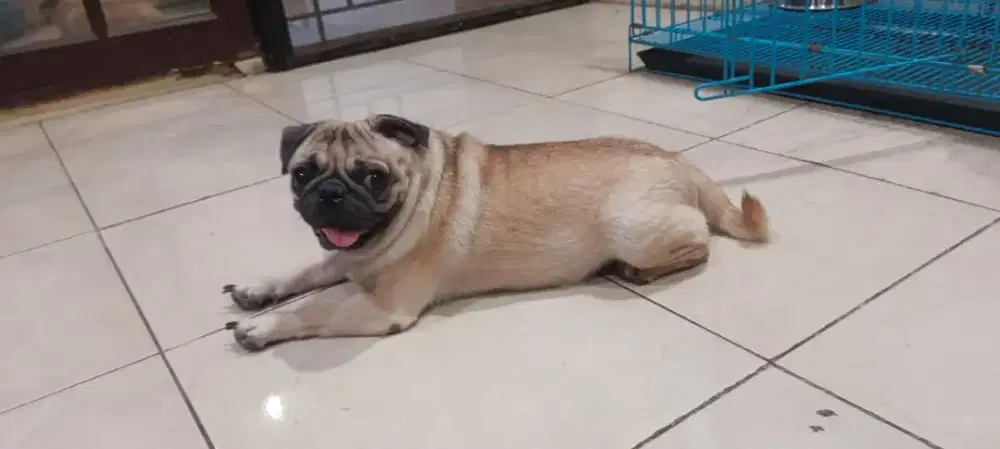 Jual anjing pug