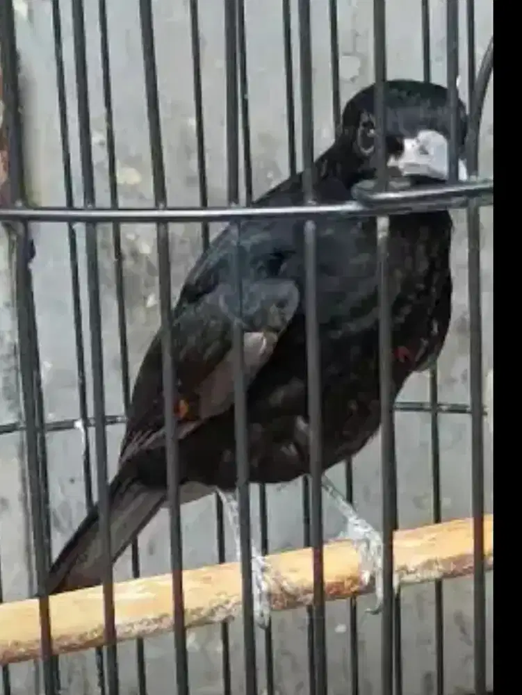 Burung kepodang hitam