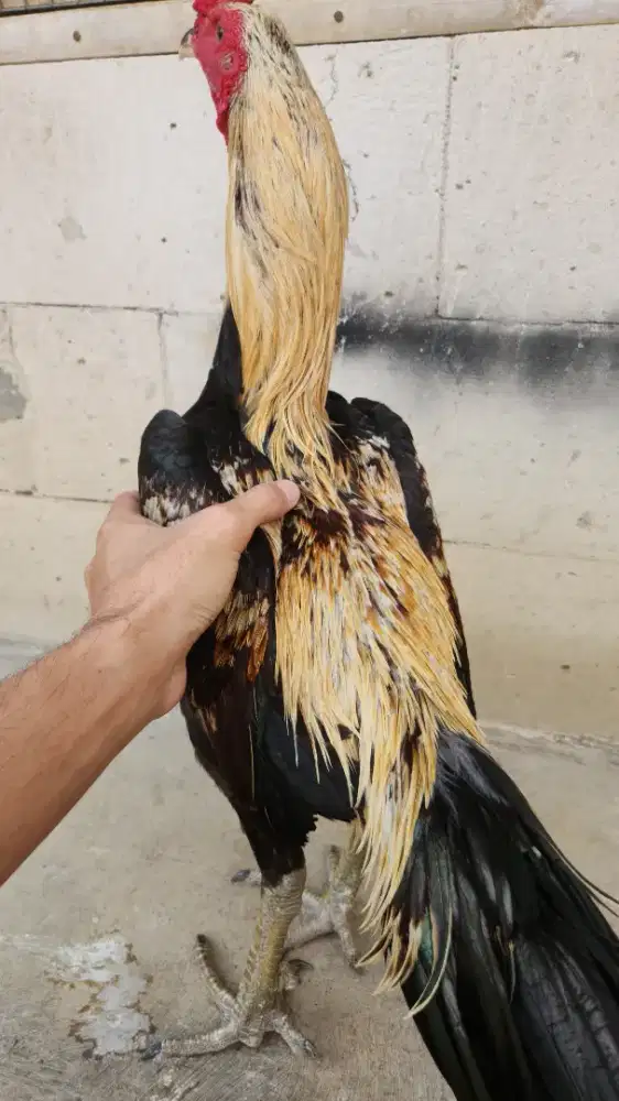 Ayam bangkok mangon gombel speed pkul keras jalu