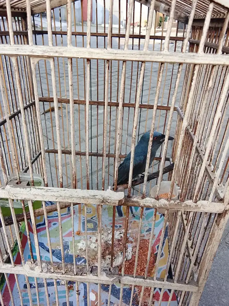 Jual burung srigunting abu
