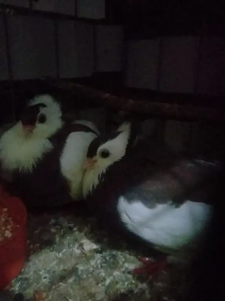 Burung Merpati Hias Sepasang.
