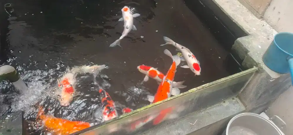 Ikan koi dijual