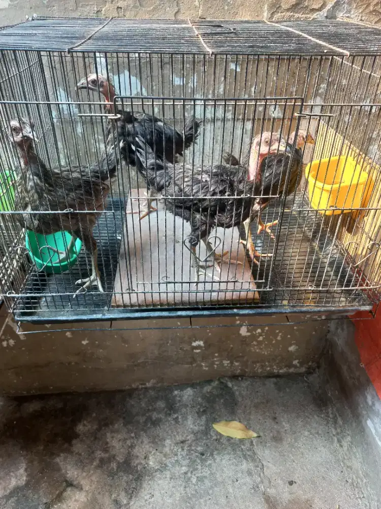 Ayam kampung asli 4 ekor usia 3 bln plus kandabg kotak