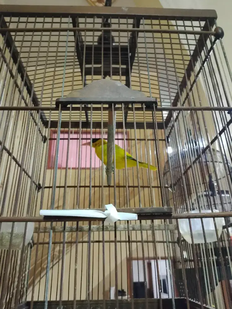 burung kuning kepdang