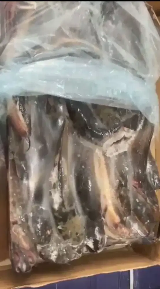 Lele frozen utuh sudah dibersihkan