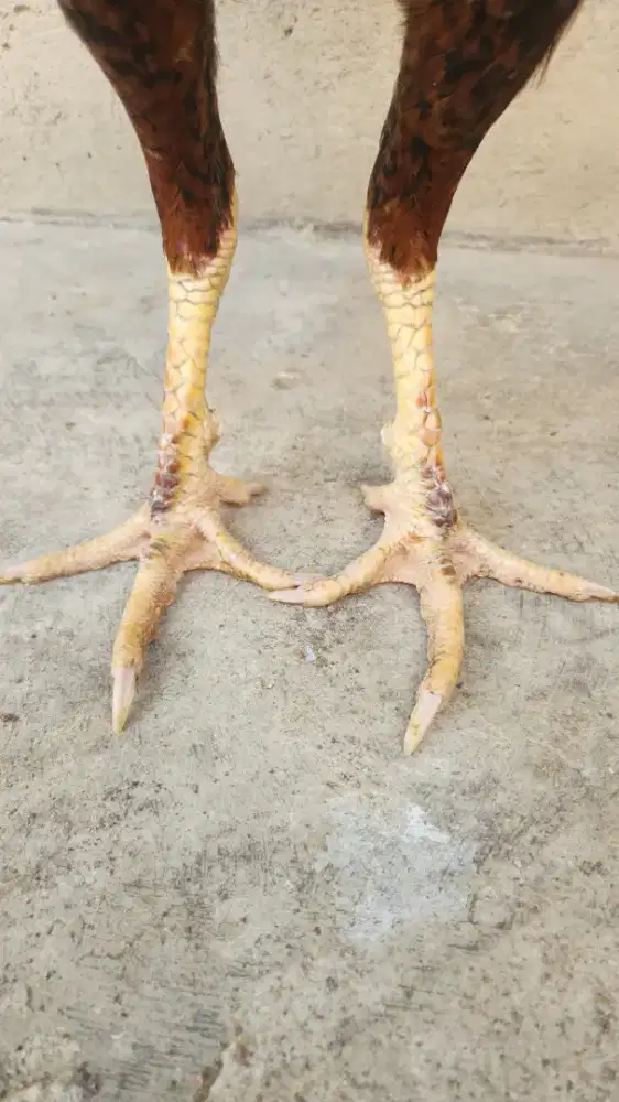 Ayam bangkok koytrad super pukul tehnik bahan prosfek mewah