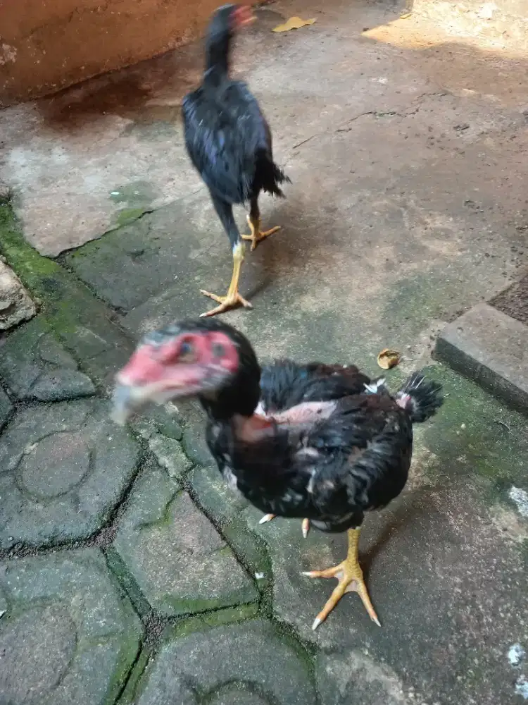 Ayam bangkok super 2 ekor trah bagus usia 4 bln