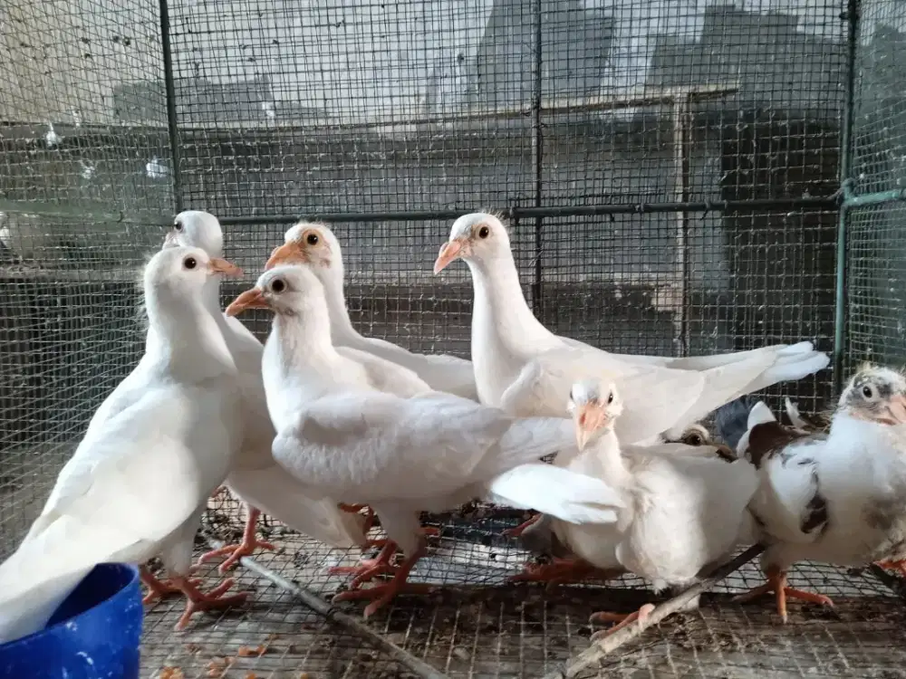 Burung Merpati Pos