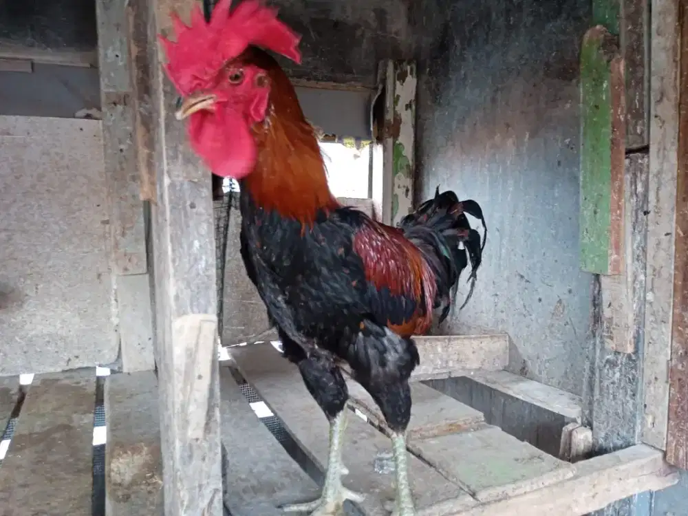 Ayam Pelung Jantan & Betina