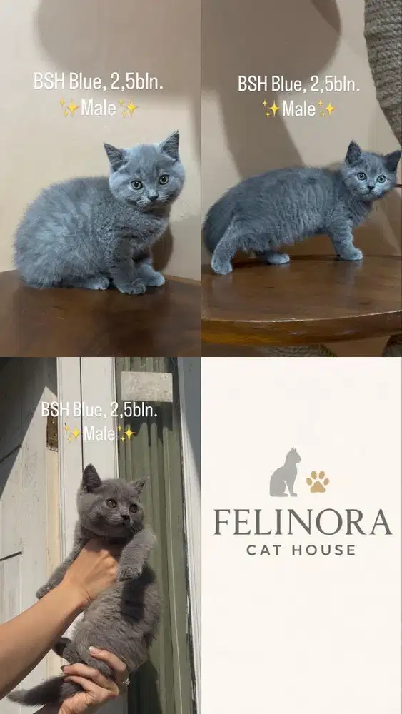 Patung mainan kucing kitten BSH British shorthair