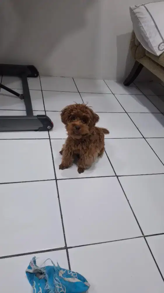 Poodle betina...