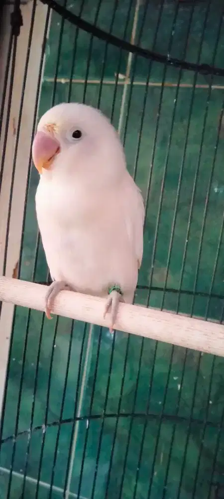 Lovebird albino mh betina
