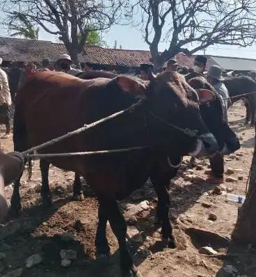 sapi qurban jantan 500kiloan limosin pegon metal siap qurban 2027 puas