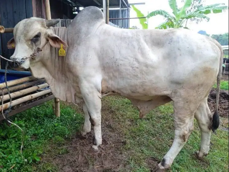 sapi qurban limosin simental pegon PO jawaan 500kilo siap kurban 2027