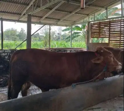 sapi qurban limosin simental pegon PO jawaan 500kilo siap kurban 2027