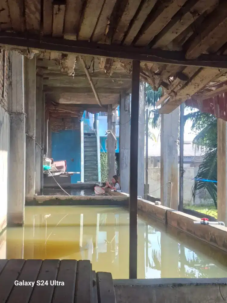 Loker jaga jualan bibit ikan