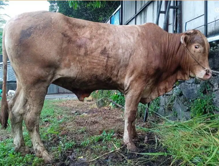 sapi jantan 500kiloan limosin simental pegon jawa PO siap kurban 2027