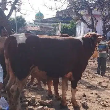 sapi jantan 500kiloan limosin simental pegon jawa PO siap kurban 2027