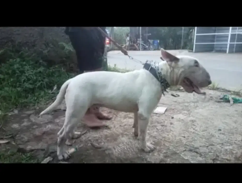 Pejantan bullterrier darah import