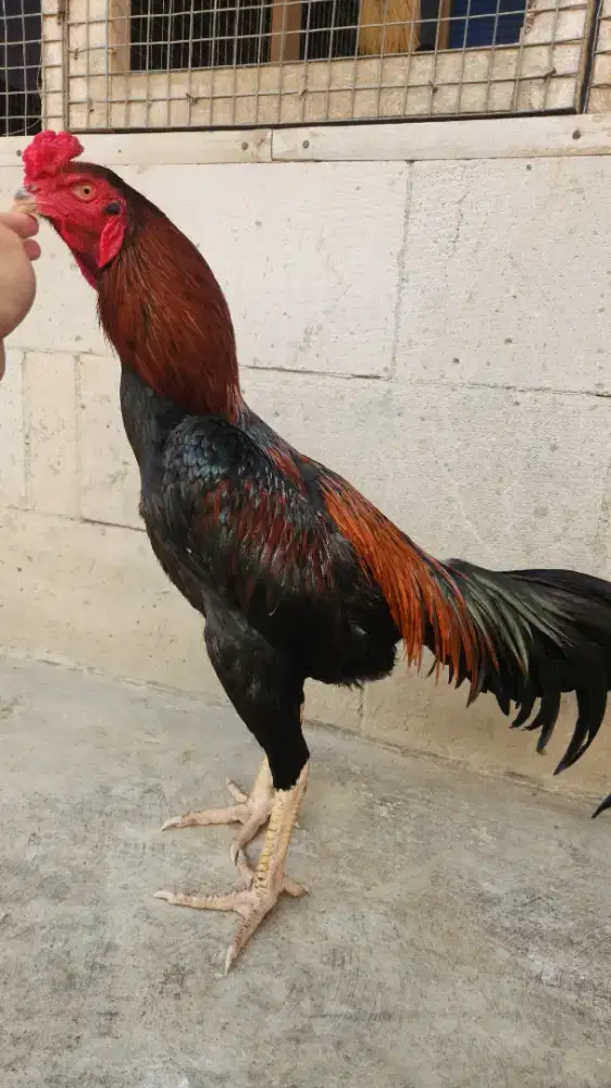 Ayam bangkok pakoy x ganoi bahan prosfek mewah super