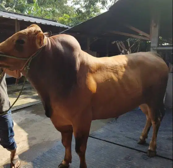 sapi jantan 500kiloan limo metal pegon jawaan PO siap qurban 2027 puas