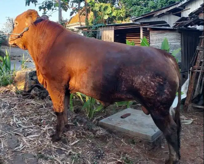 sapi jantan 500kiloan limo metal pegon jawaan PO siap qurban 2027 puas