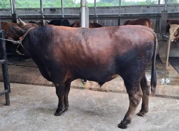 sapi qurban 500kiloan limo metal pegon jawaan PO siap kurban 2027 puas